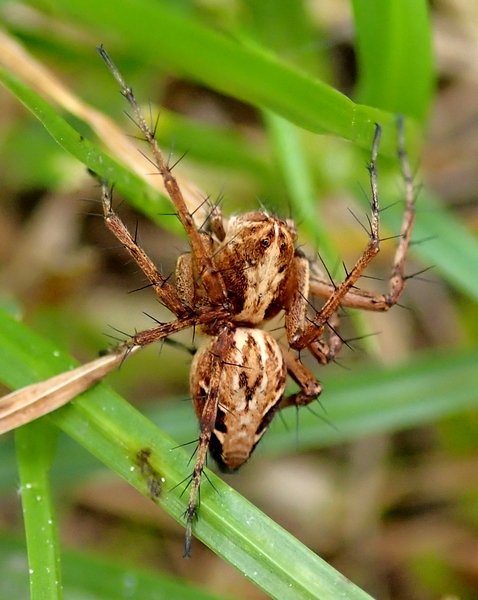 Oxyopes ramosus - Sernaglia della Battaglia (TV)